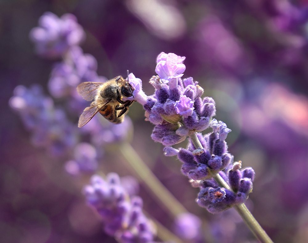 Bee-on-Lavender