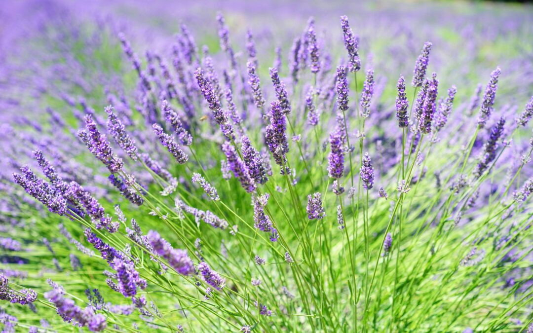 LAVENDER: THE QUEEN OF ESSENTIAL OILS