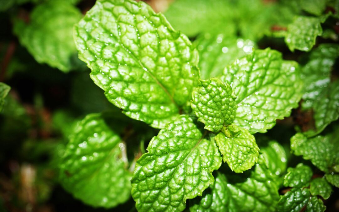 THE POWER OF PEPPERMINT ESSENTIAL OIL: NATURE’S ADAPTOGEN