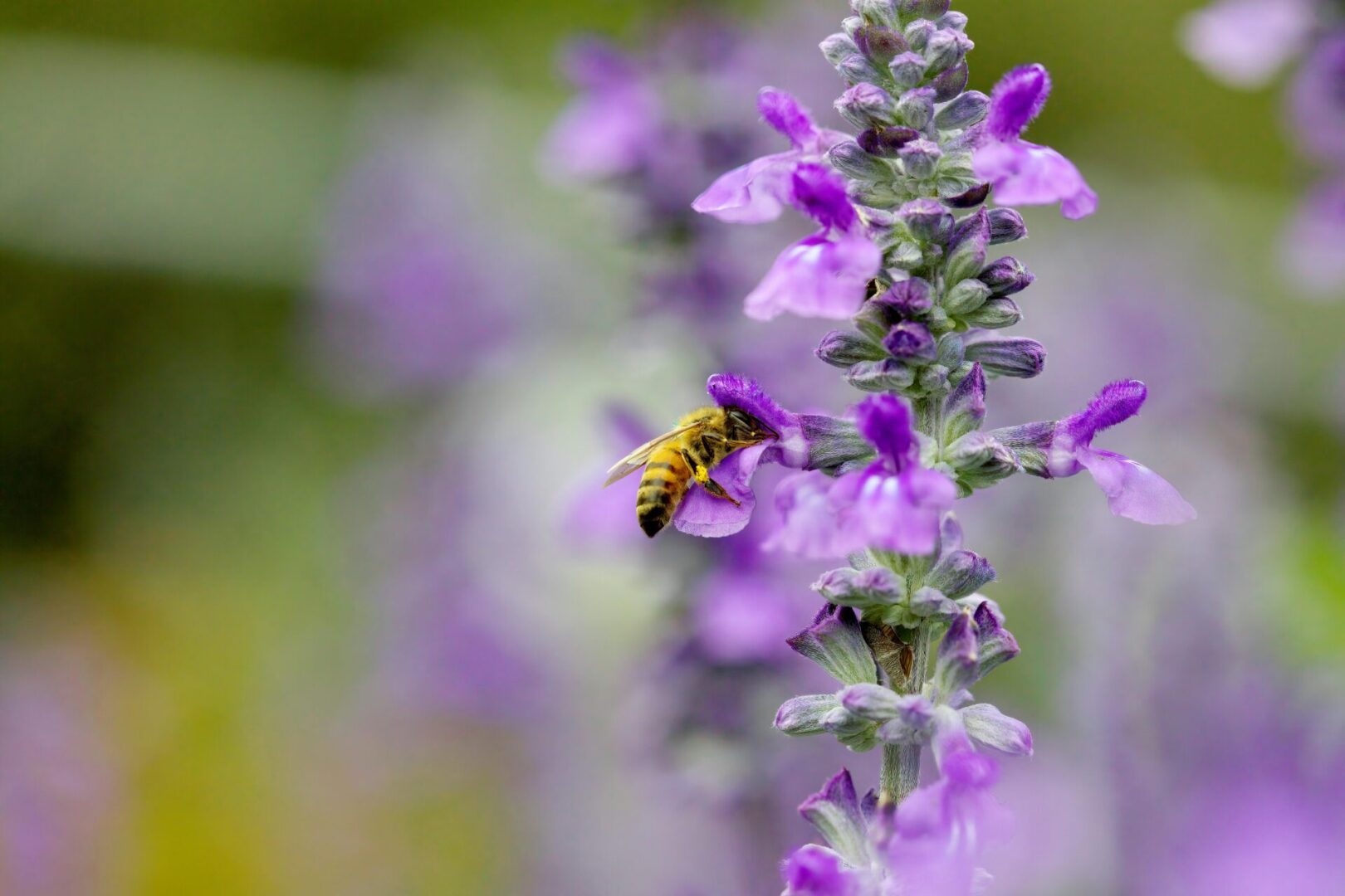  Lavender blossom in a lavender lavender field with a wild bee in the foreground