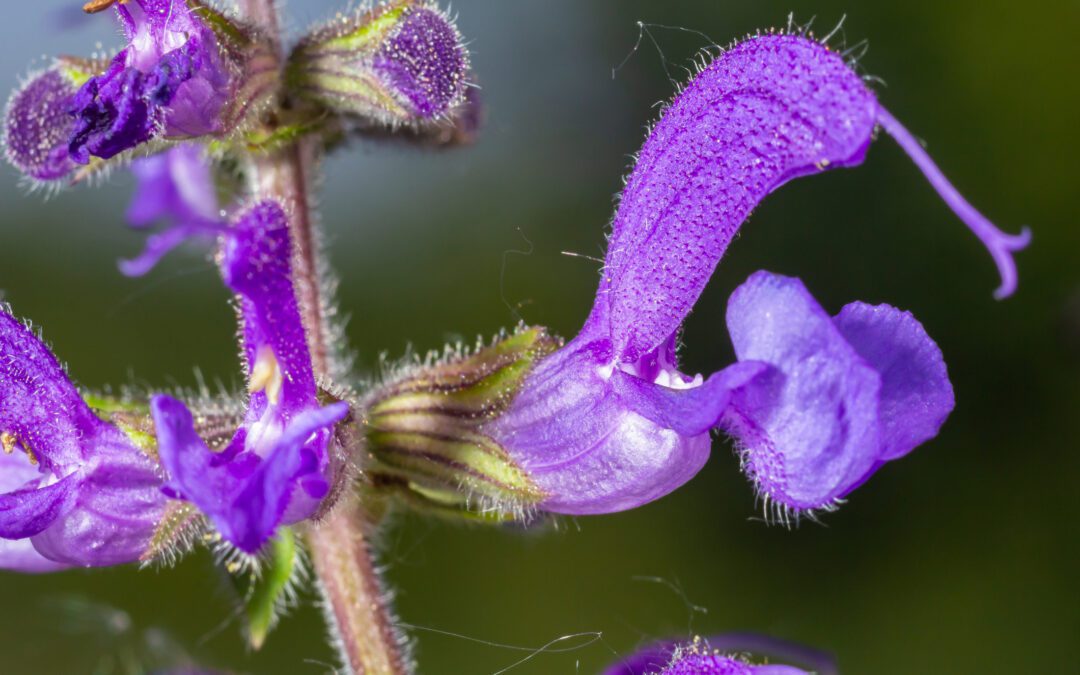 CLARY SAGE ESSENTIAL OIL: A GUIDE TO NATURE’S BALANCER