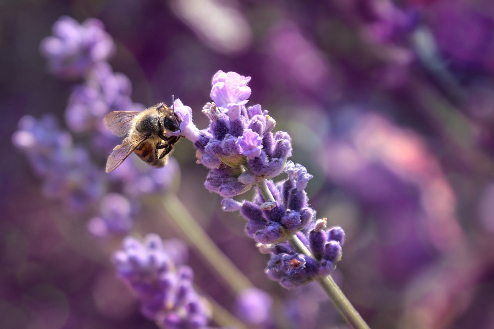  Lavender blossom in a lavender lavender field with a wild bee in the foreground