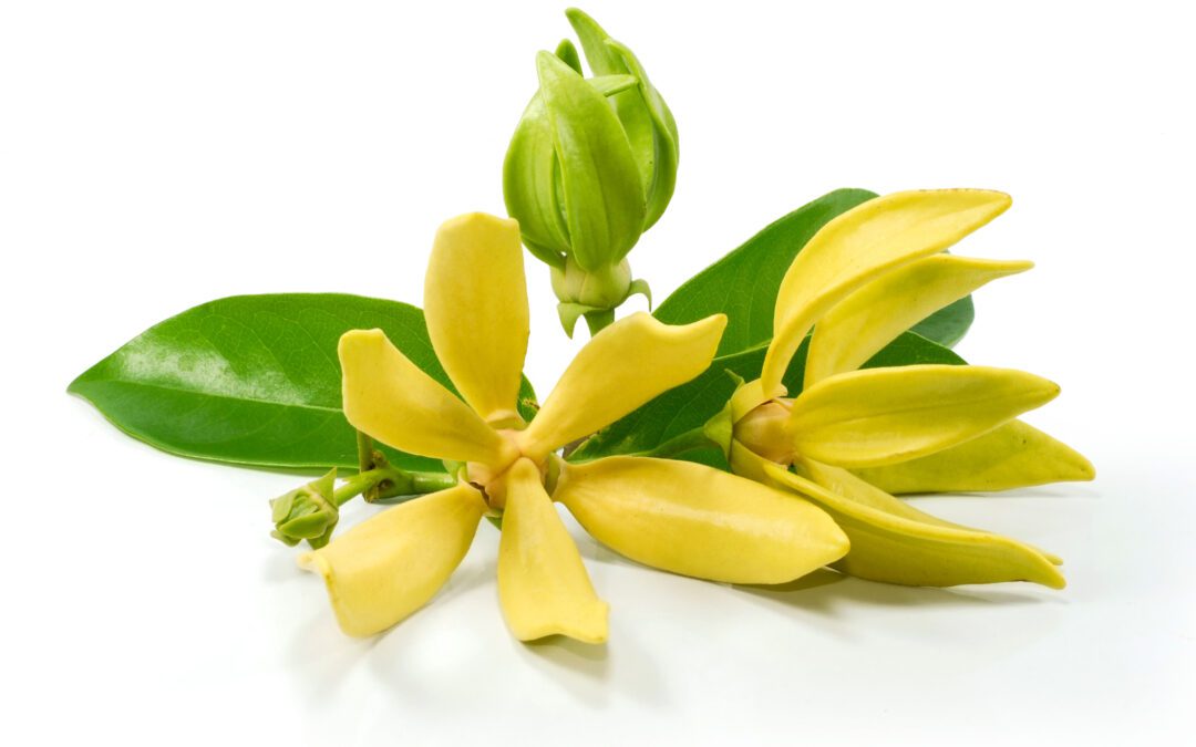 THE ENCHANTMENT OF YLANG YLANG ESSENTIAL OIL: CANANGA ODORATA