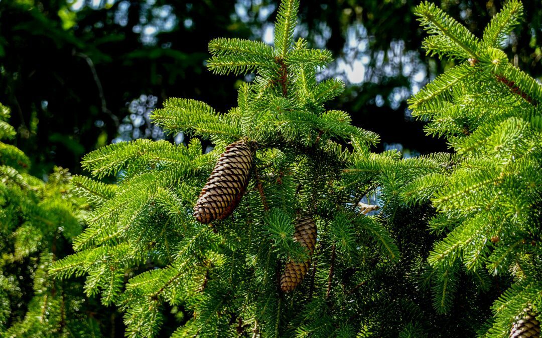 PINE ESSENTIAL OIL: NATURE’S EVERGREEN ELIXIR