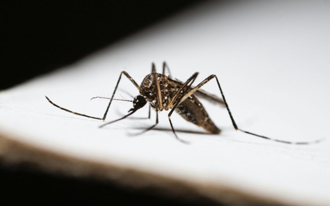THE BEST ESSENTIAL OILS TO DETER MOSQUITOES
