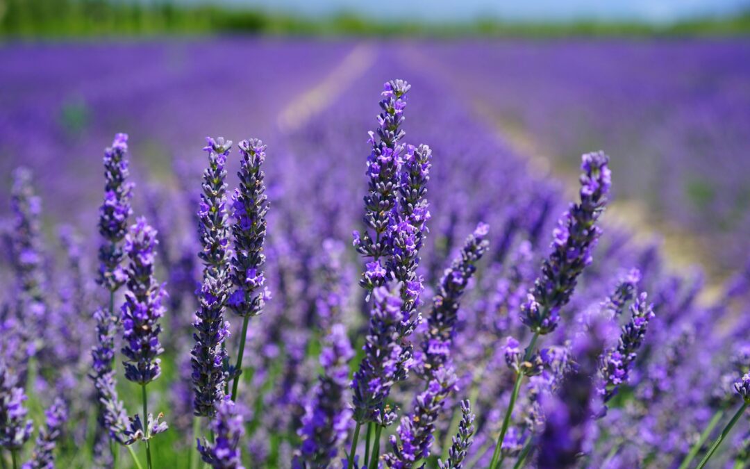 THE ENCHANTING WORLD OF LAVENDER: FROM TRUE LAVENDER TO LAVANDIN AND SPIKE LAVENDER