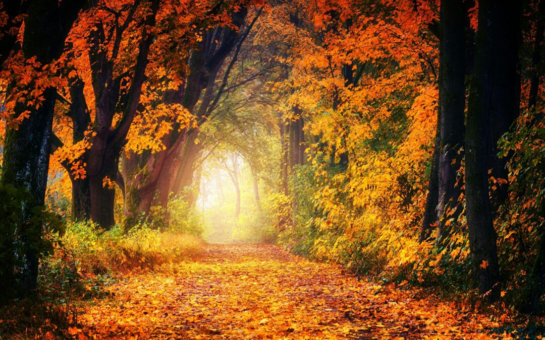 EMBRACE THE MAGIC OF FALL: ESSENTIAL OIL BLENDS FOR A COZY SEASON