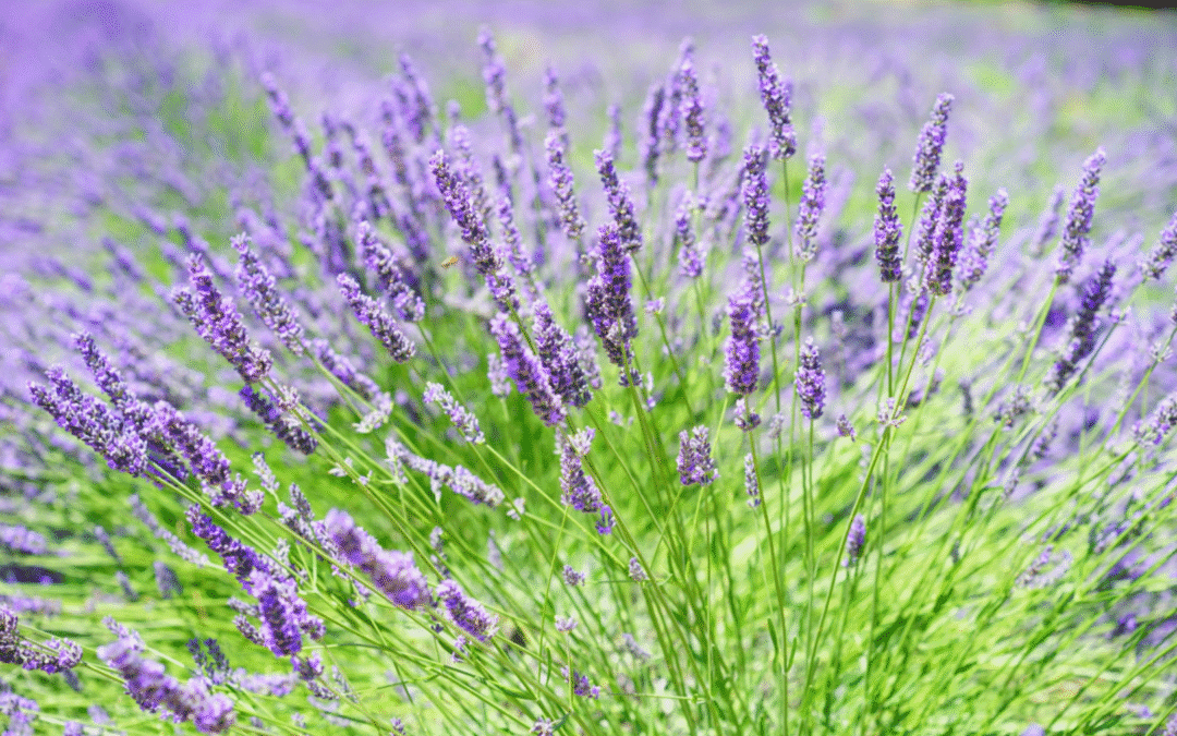 FRENCH LAVENDER ESSENTIAL OIL BY FLEUR AROMATERAPY