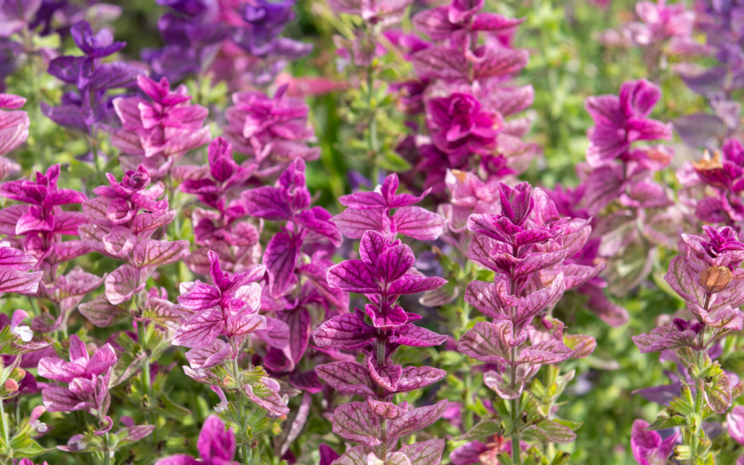 CLARY SAGE ESSENTIAL OIL: THE SOUL-SOOTHING BOTANICAL EVERY HOME NEEDS