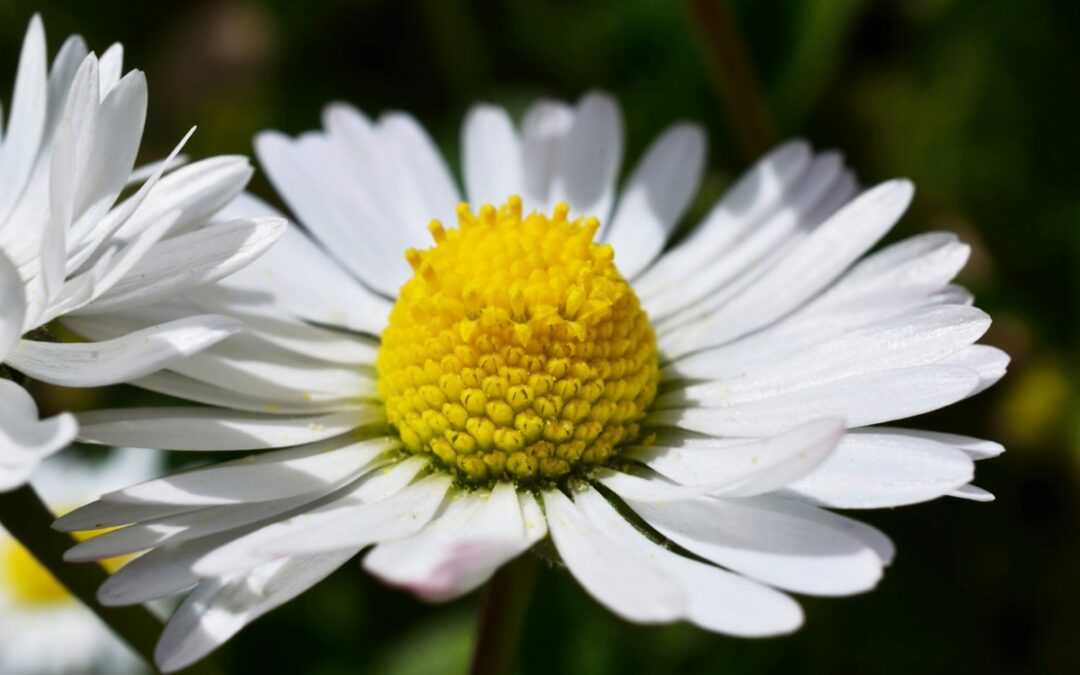 GERMAN CHAMOMILE ESSENTIAL OIL: LIQUID CALM FOR THE SKIN AND SOUL