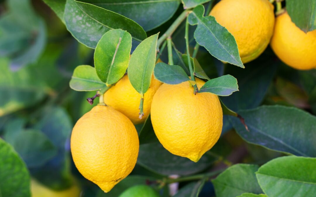 LEMON ESSENTIAL OIL: BENEFITS, USES & WHY EVERY HOME NEEDS IT