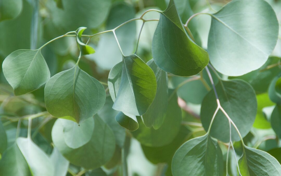 EUCALYPTUS ESSENTIAL OIL: AND WHY EVERY HOME NEEDS IT