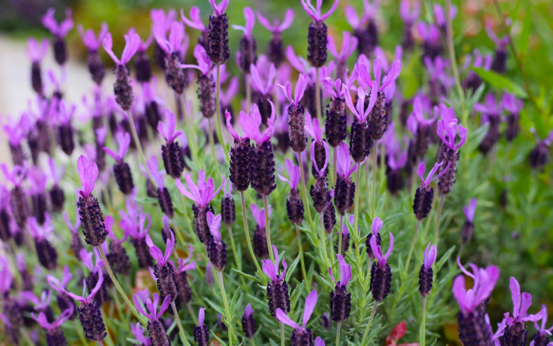 FRENCH LAVENDER OIL: BENEFITS, USES & WHY IT’S SPECIAL