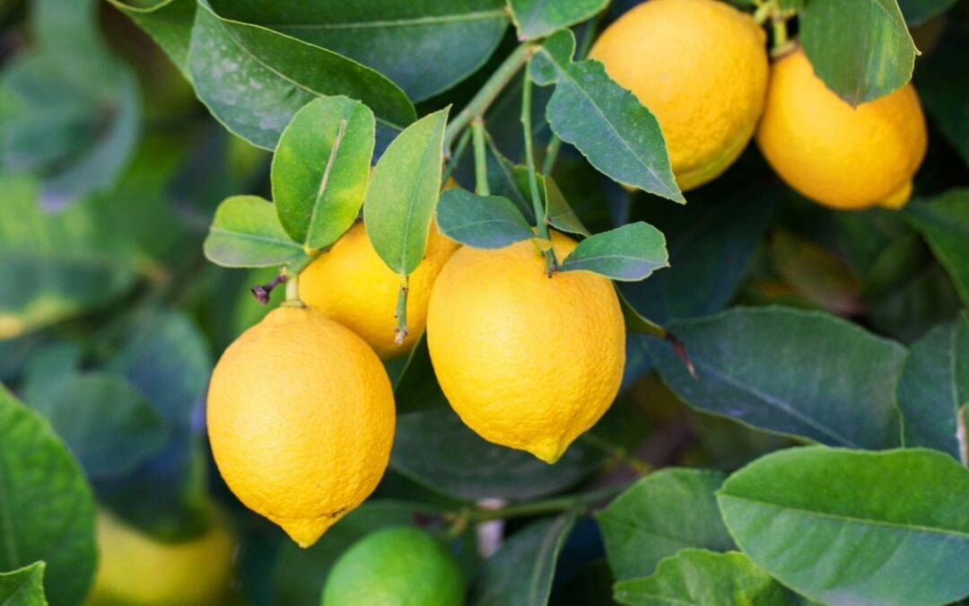 LEMON ESSENTIAL OIL: BENEFITS, USES & WHY EVERY HOME NEEDS IT