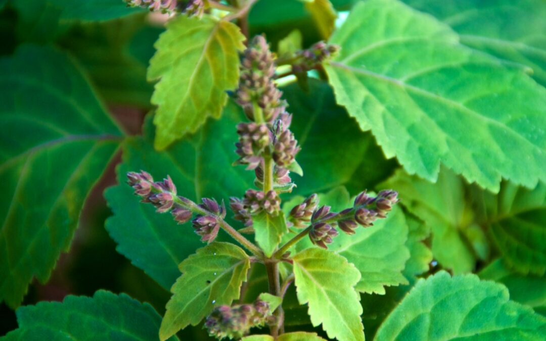 PATCHOULI ESSENTIAL OIL: BENEFITS, USES & WHY IT’S SO UNIQUE