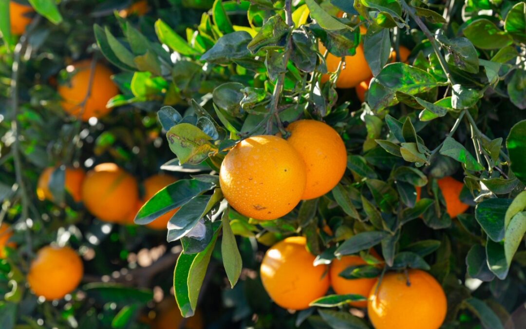 WILD ORANGE ESSENTIAL OIL: BENEFITS, USES & WHY YOU’LL LOVE IT