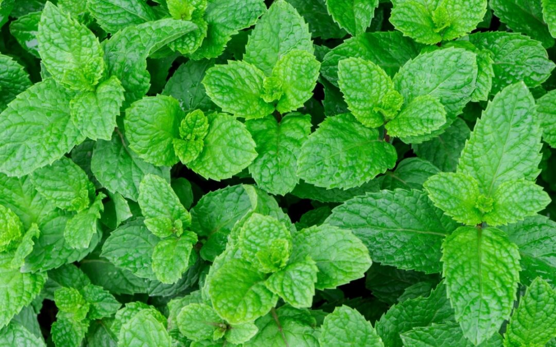 PEPPERMINT ESSENTIAL OIL: BENEFITS, USES, AND WHAT MAKES IT SO POWERFUL