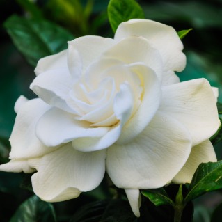 Certified Professional<br />
Aromatherapist<br />
 - Member NAHA.